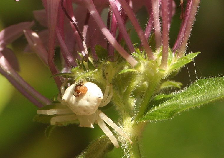 Thomisus spectabilis male and F