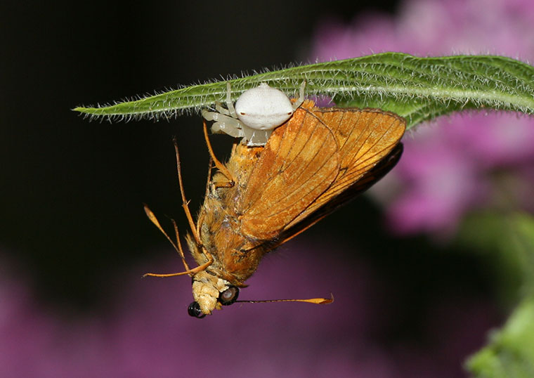 Thomisus spectabilis with large prey Photo: Malcolm Tattersall