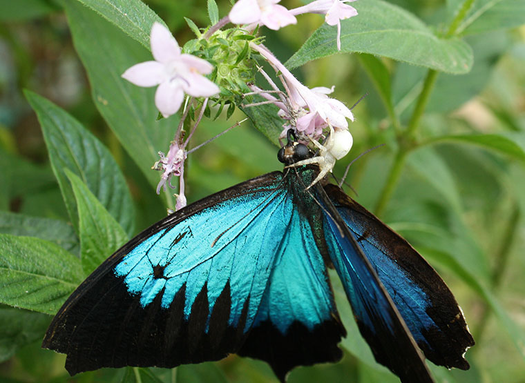 Thomisus spectabilis with large prey Photo: Malcolm Tattersall