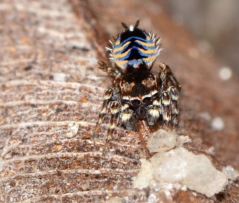 Blue and gold Lycidas Western Australia 