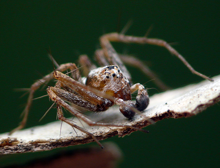 Oxyopes variabilis