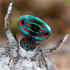 Maratus darlingtonii