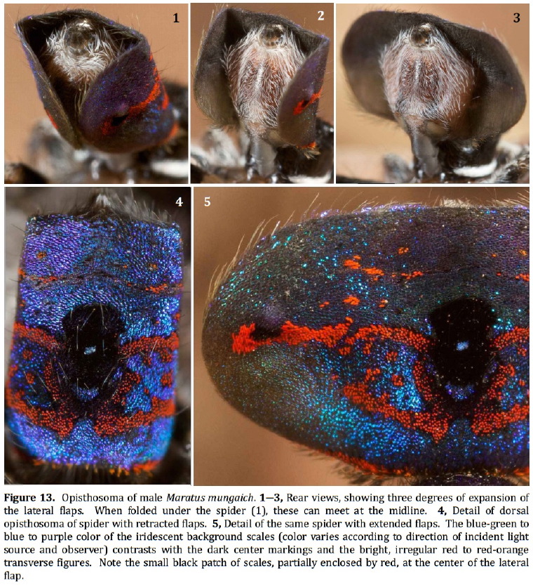 Maratus mungaich