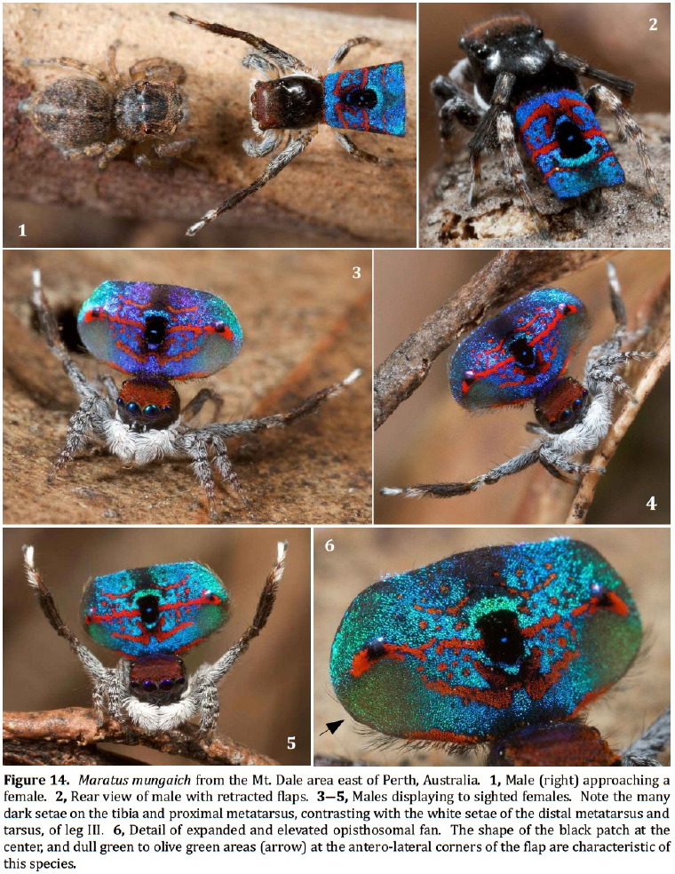 Maratus mungaich