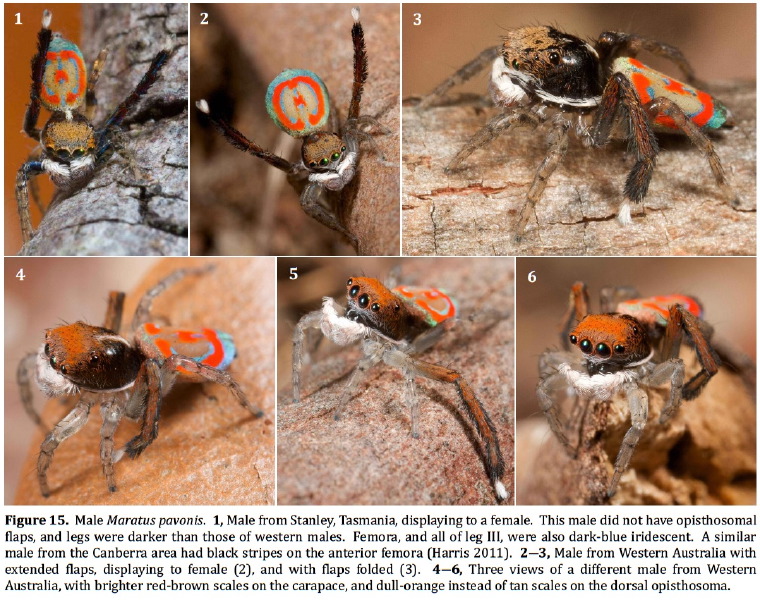 Maratus pavonis