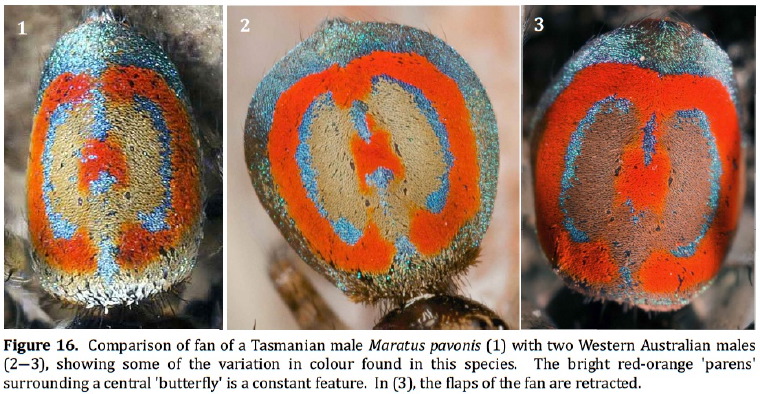 Maratus pavonis