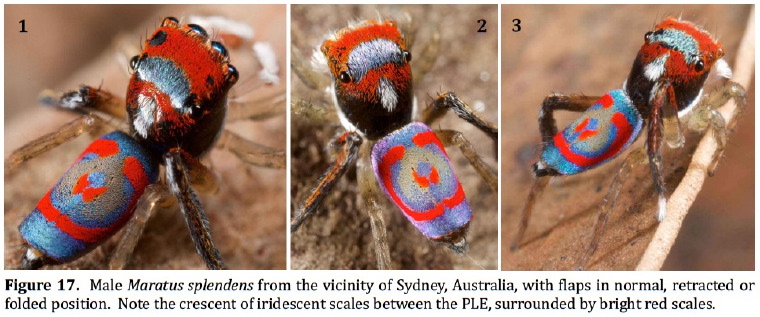 Maratus splendens