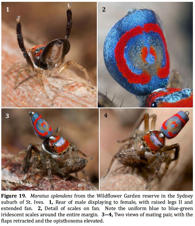 Maratus splendens from the Wildflower Garden reserve in the Sydney suburb of St. Ives