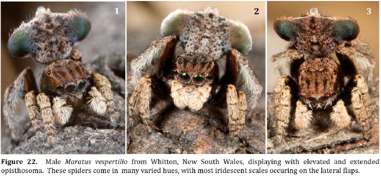 Maratus vespertilio