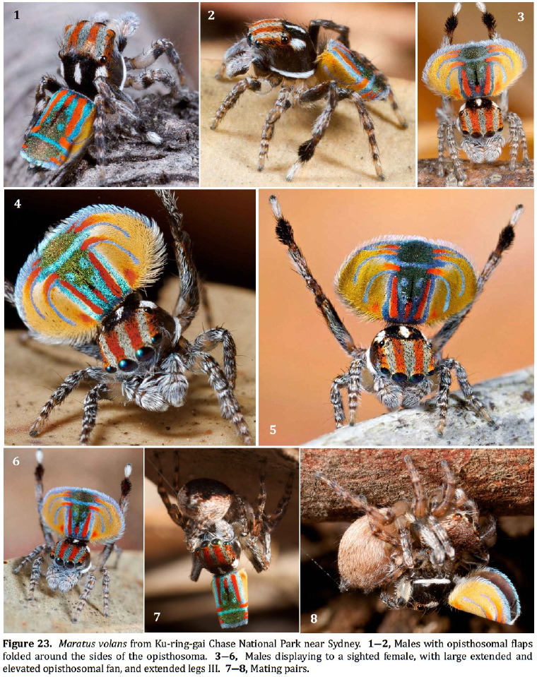 Maratus volans