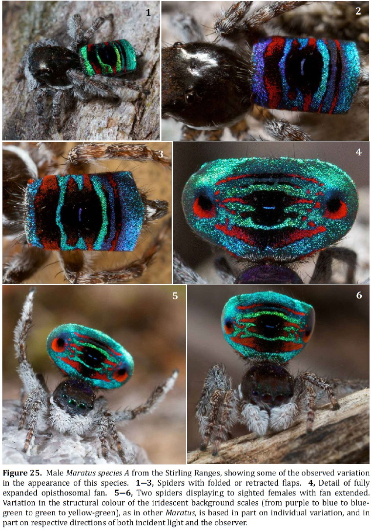 Maratus darlingtonii