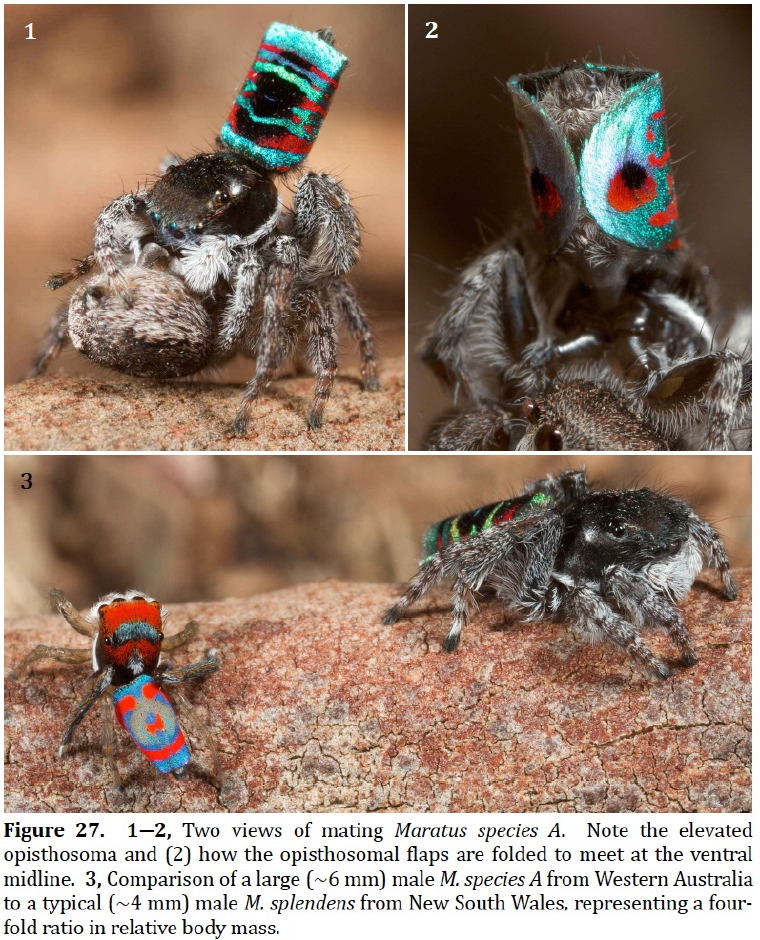 Maratus darlingtonii