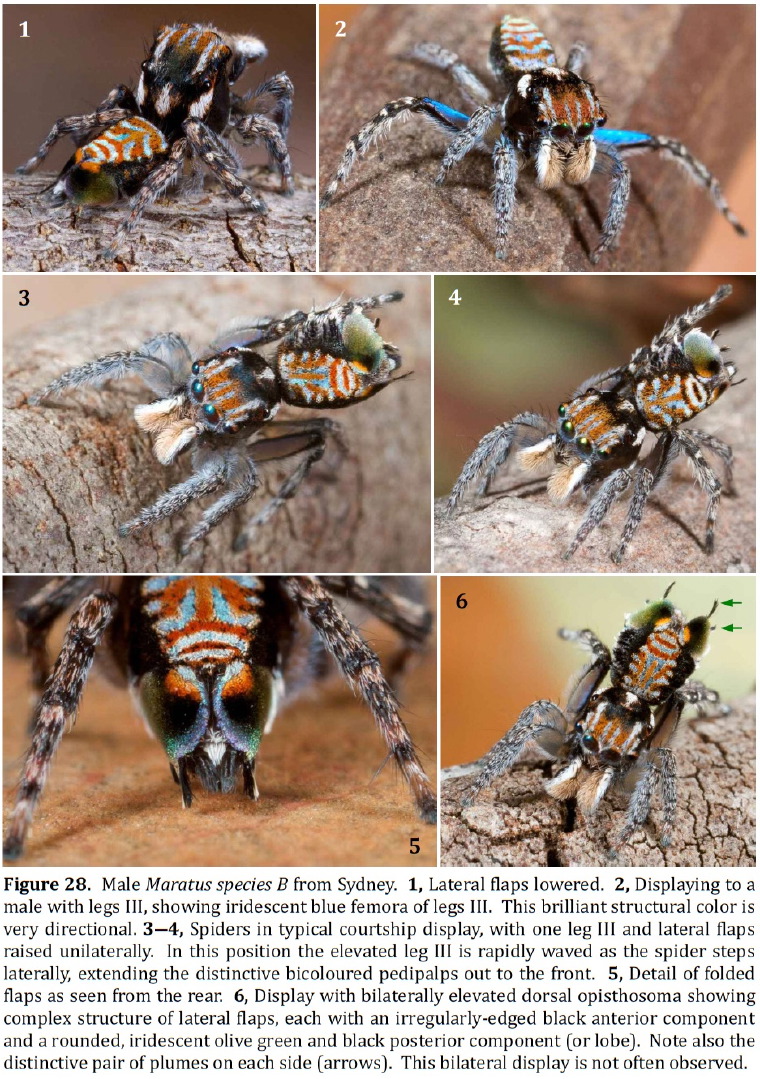 Maratus cyanofemur