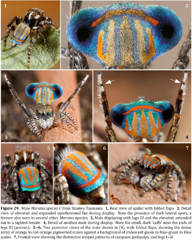 Maratus stanleyi