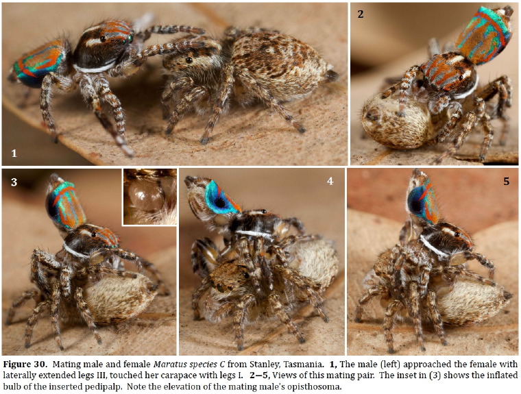 Mating male and female