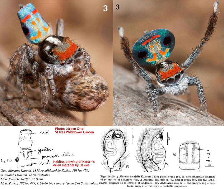 Salticidae Maratus amabilis