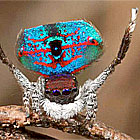 Maratus mungaich