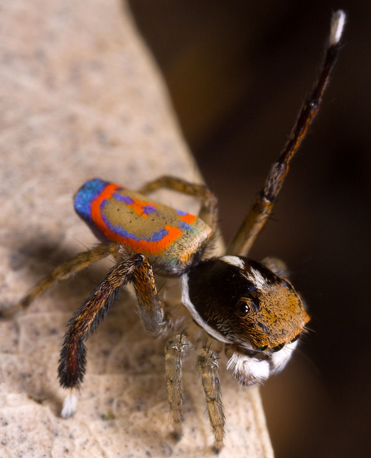 Maratus pavonis