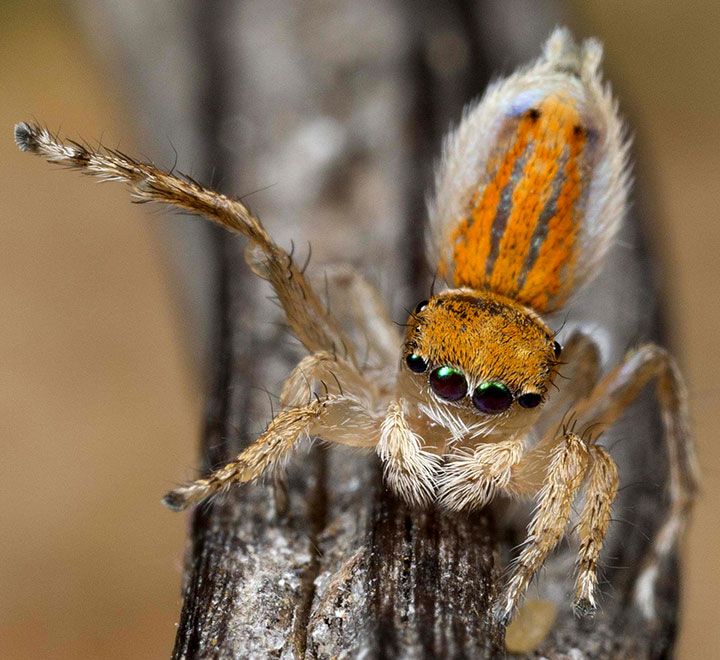 Salticidae Maratus aurantius