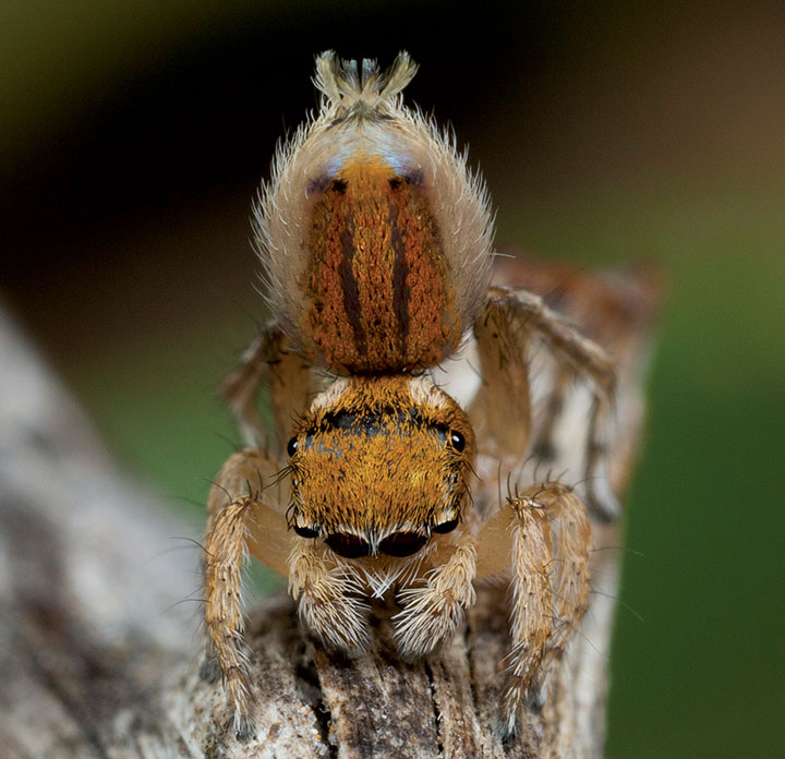 Salticidae Maratus aurantius