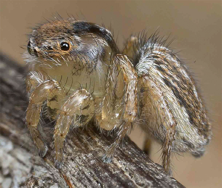 Salticidae Maratus aurantius