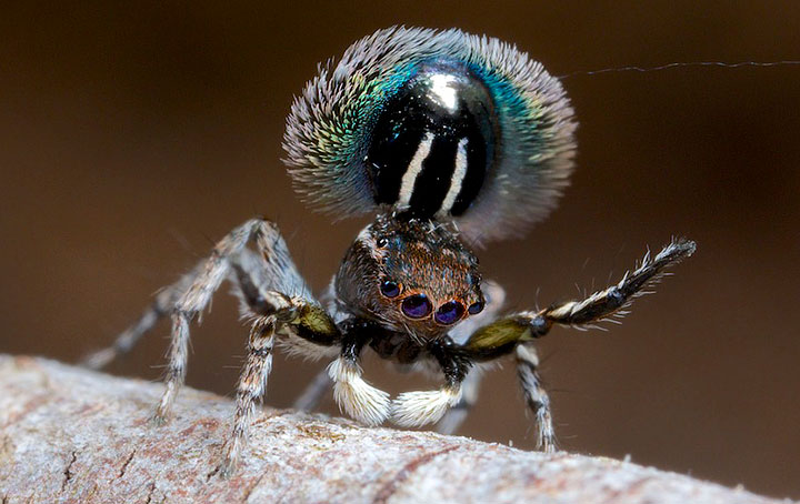 Salticidae Maratus fimbriatus Fringed Peacock Spider