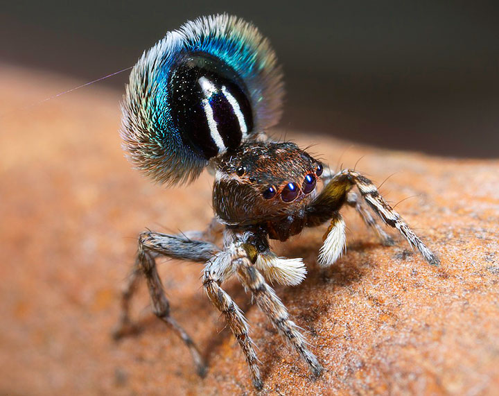 Salticidae Maratus fimbriatus Fringed Peacock Spider