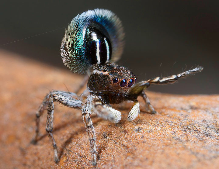 Salticidae Maratus fimbriatus Fringed Peacock Spider