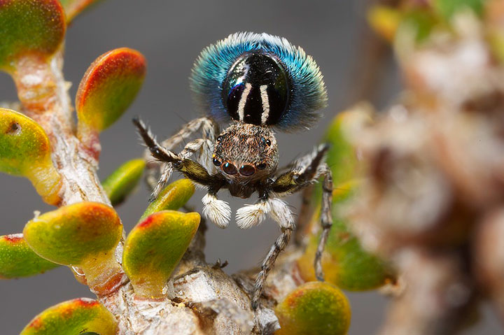 Salticidae Maratus fimbriatus Fringed Peacock Spider