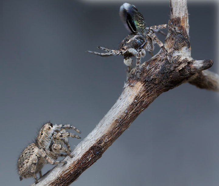 Salticidae Maratus fimbriatus Fringed Peacock Spider