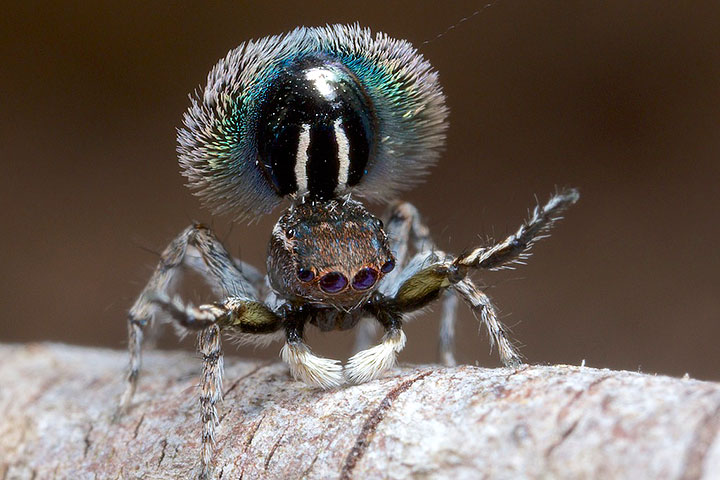 Salticidae Maratus fimbriatus Fringed Peacock Spider