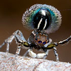 Salticidae Maratus fimbriatus Fringed Peacock Spider