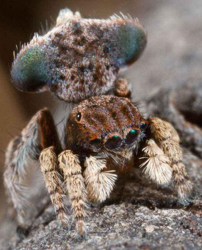 Maratus vespertilio