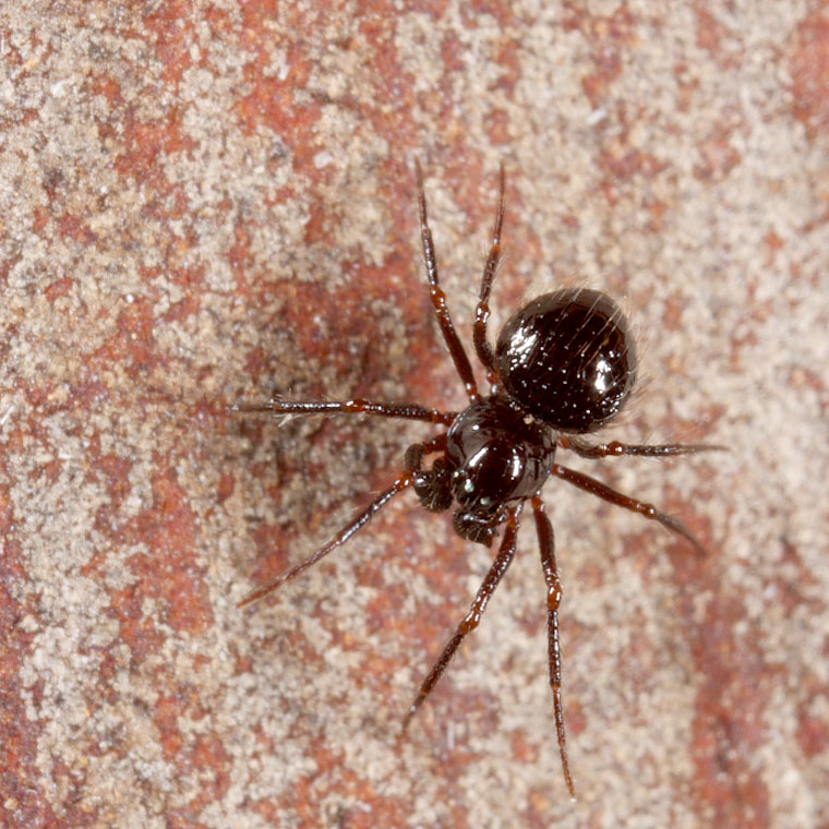 Cyatholipidae Matilda sp