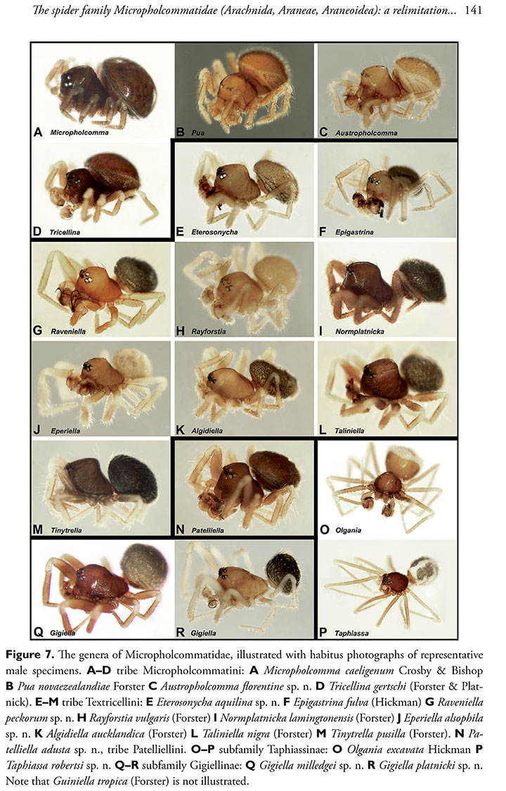 Chart of Micropoholcommids