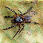 Migas Migidae