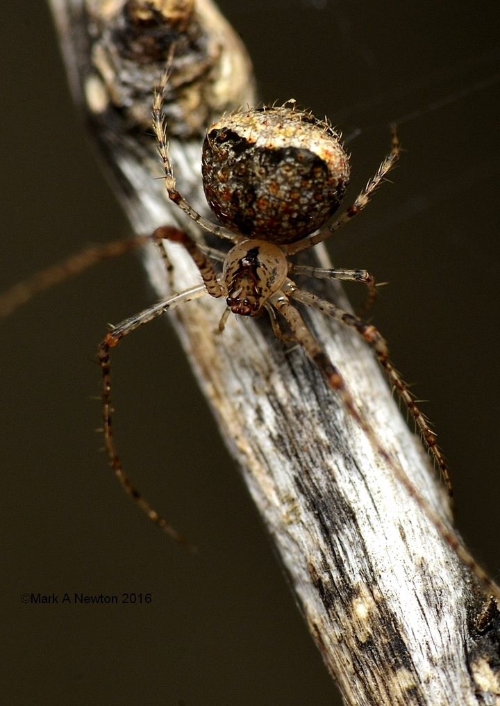  Australomimetus aurioculatus (Hickman, 1929) ?