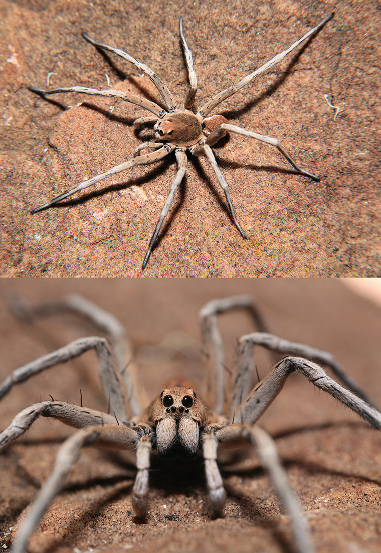 Hoggicosa bicolor