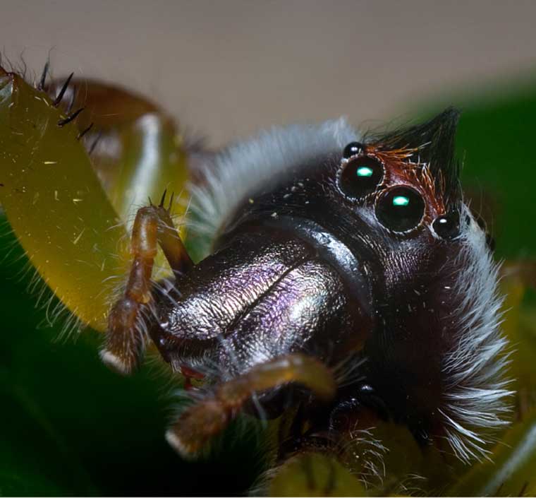 Mopsus mormon