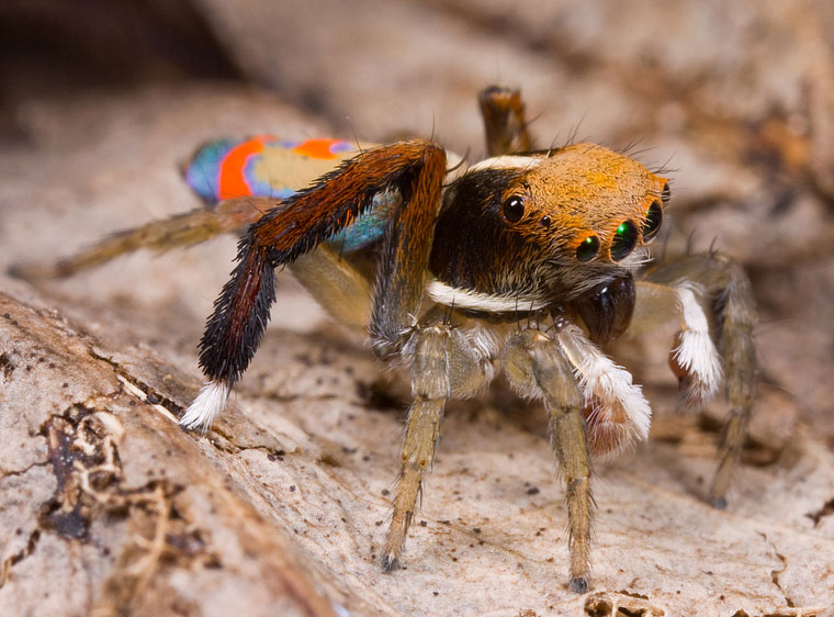 Maratus pavonis