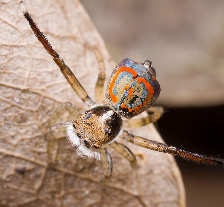 Maratus pavonis