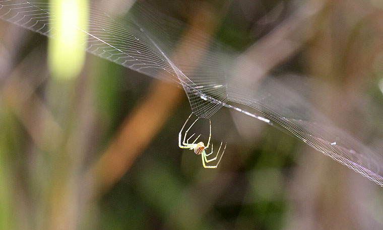 Leucauge decorata