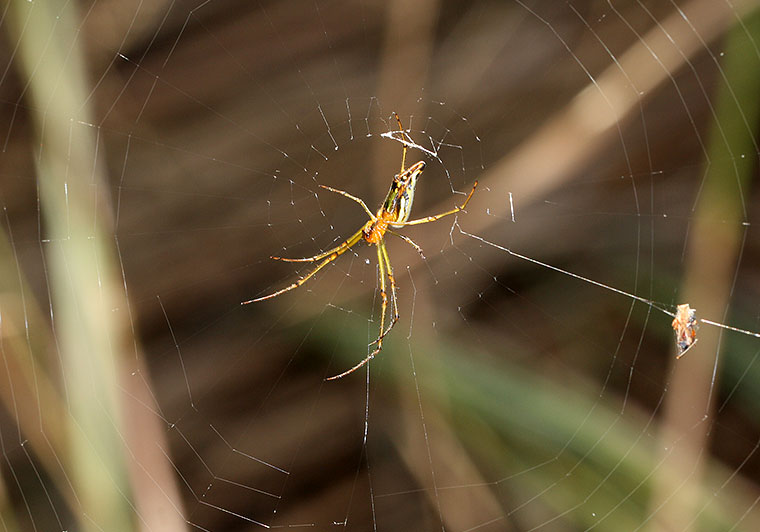 Leucauge decorata