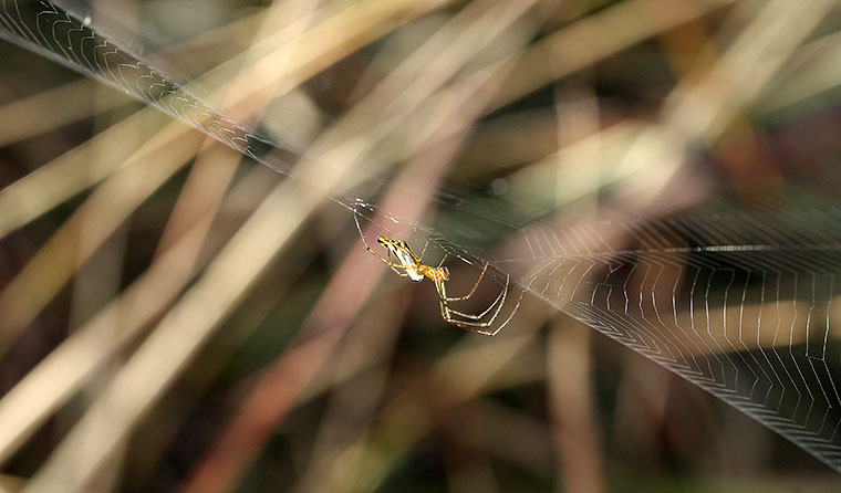 Leucauge decorata