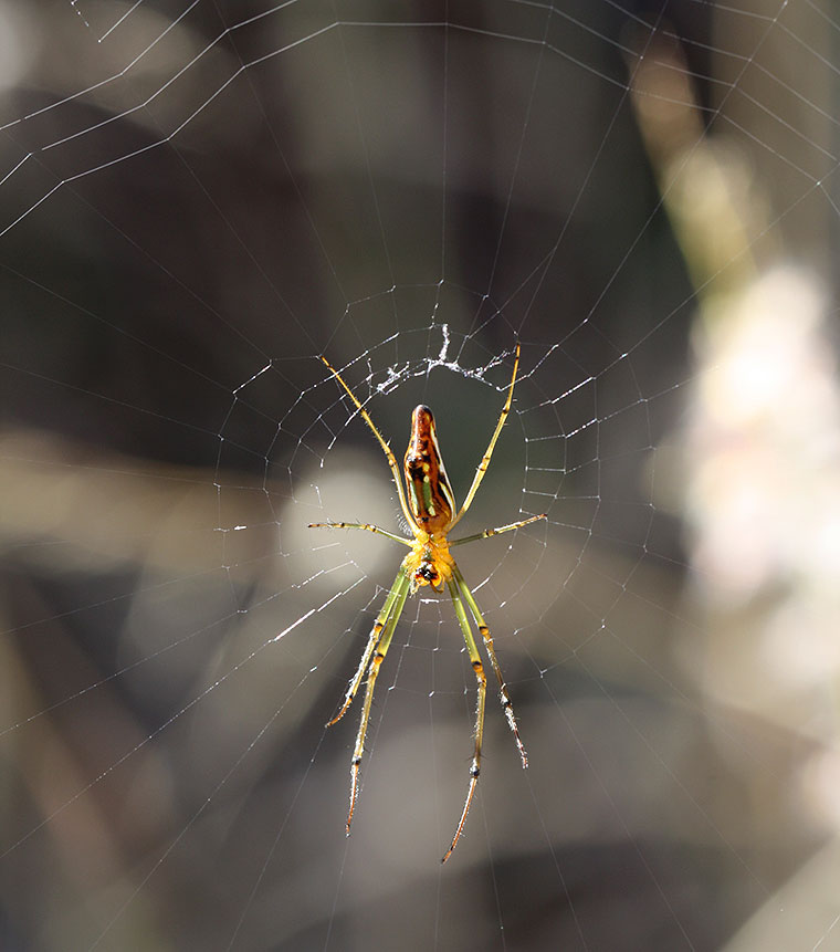 Leucauge decorata