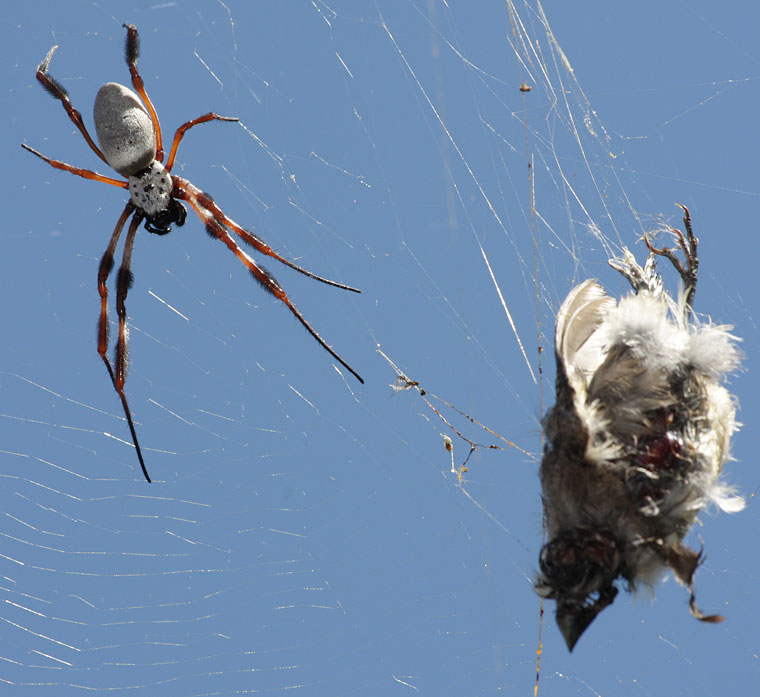 Nephila edulis