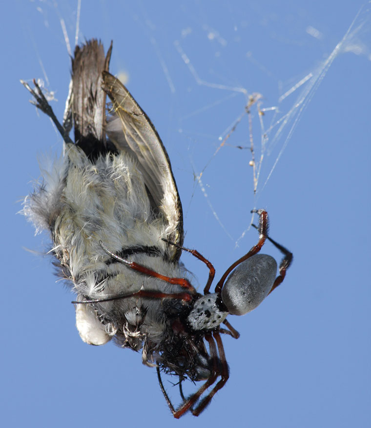 Nephila edulis