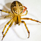 Neoscona sp.  Araneus inustus