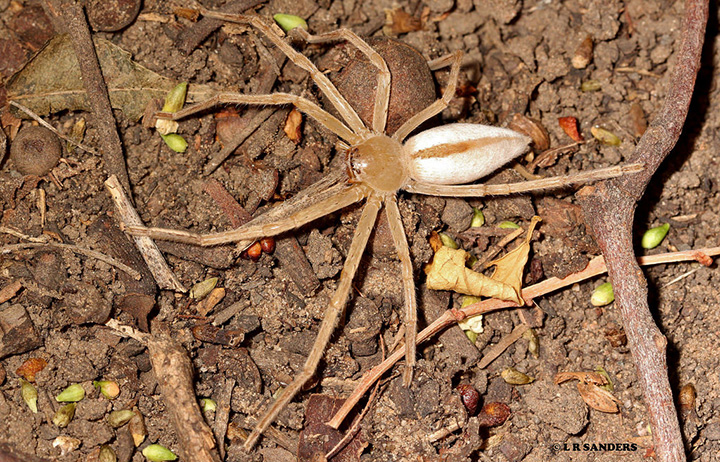 Sparassidae Neosparassus pallidus