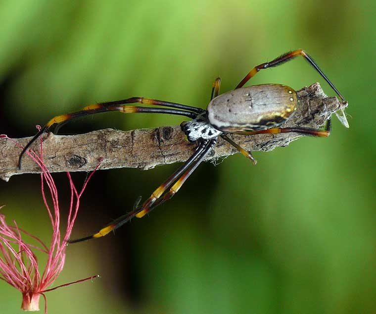 Nephila plumipes